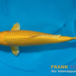 Japan Koi Suda Tosai Ginrin Yamabuki, Cyprinus carpio, 15-17 cm Neue Ware